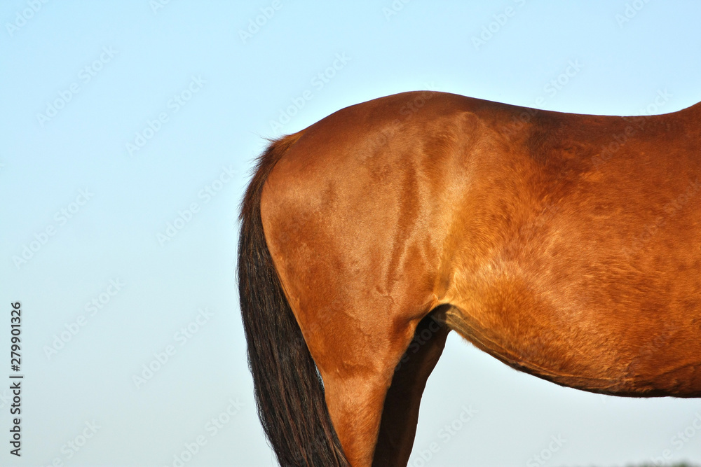 Rump of a chestnut horse against blue sky background in sunset evening light. Animal body part.