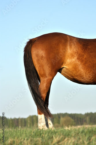 Rump and hind legs of a chestnut horse against blue sky background in sunset evening light. Animal body part.