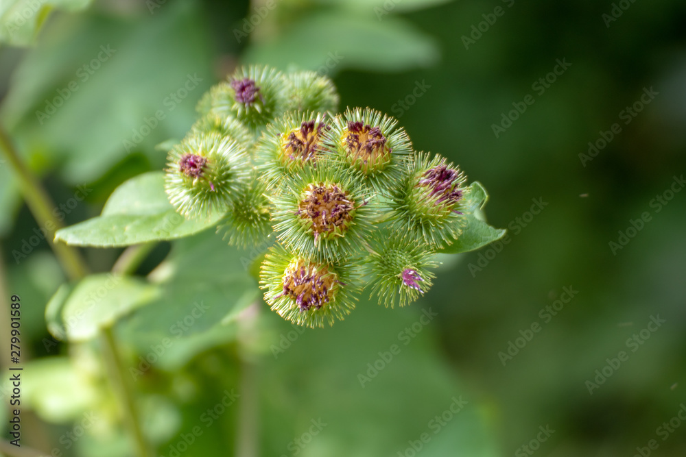 Hummel bestäubt Disteln Hummel bestäubt Disteln