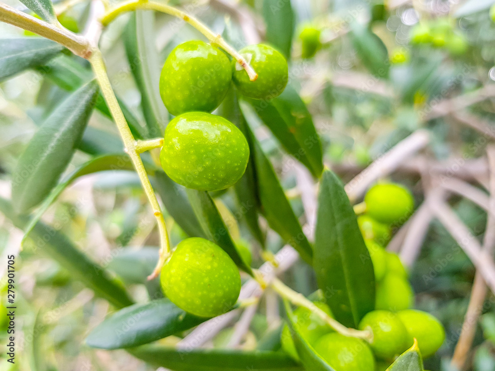 Green olives on the branches before they are harvested for food such as olives or to produce oil Green olives on the branches before they are harvested for food such as olives or to produce oil