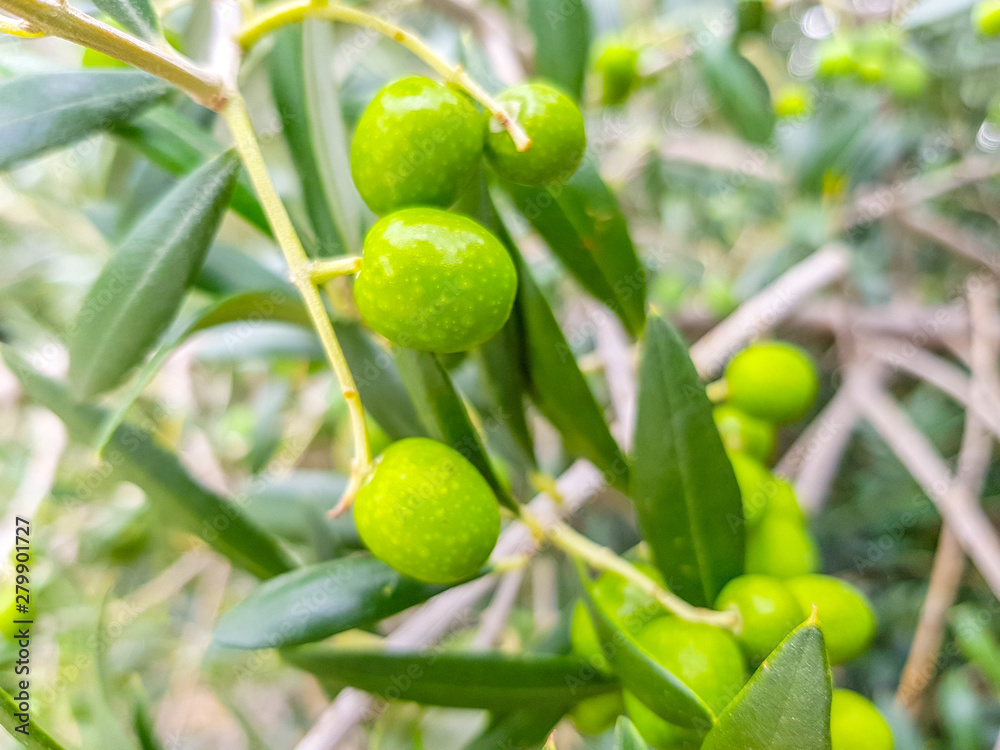 Green olives on the branches before they are harvested for food such as olives or to produce oil