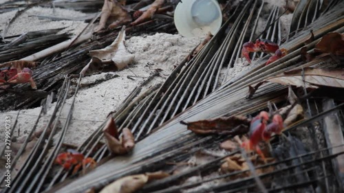 Red crabs on beach in Caribbean Barbados with plastic cup litter behind - stock footage video clip 