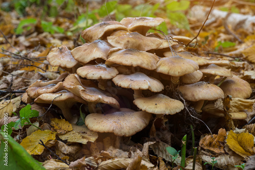 Armillaria mellea, commonly known as honey fungus, is a basidiomycete fungus in the genus Armillaria. Beautiful edible mushroom.