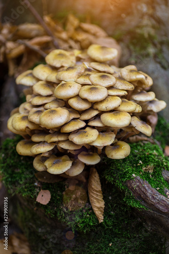 Armillaria mellea, commonly known as honey fungus, is a basidiomycete fungus in the genus Armillaria. Beautiful edible mushroom.