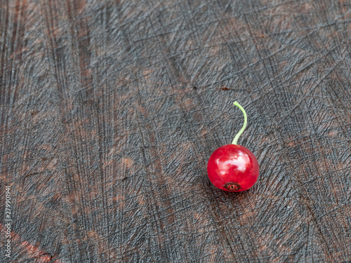 Red currant on the stump. One berry. Close-up. Still life.