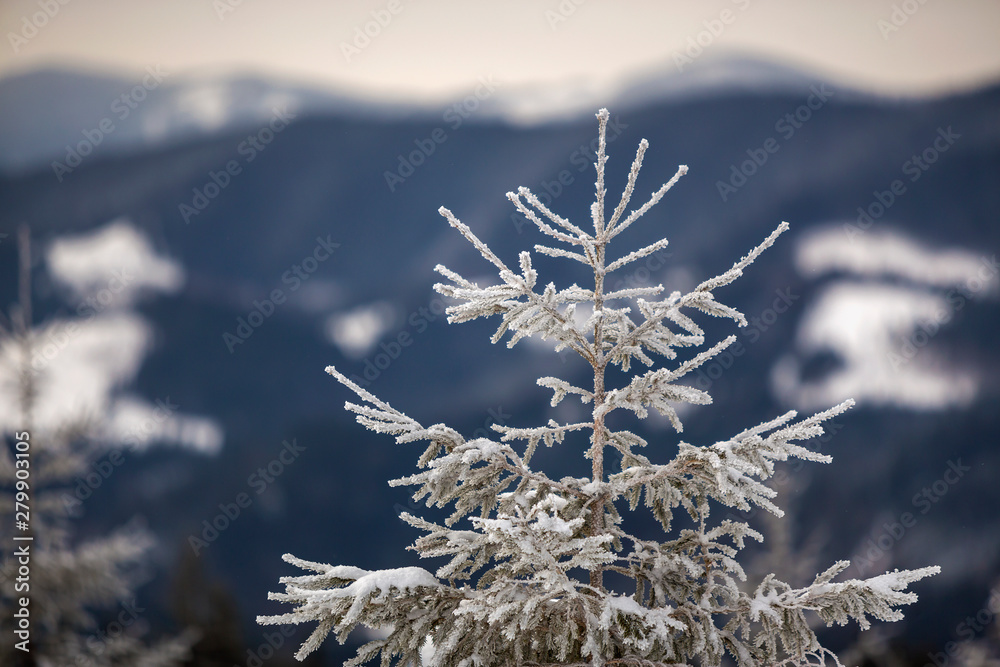 Winter landscape. Tall pine tree alone on mountain snowy slope on cold sunny day on blurred background of dense spruce forest.