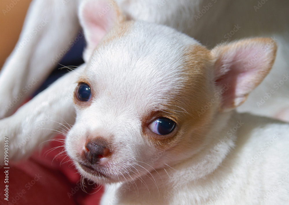 A young Chihuahua puppy cute face