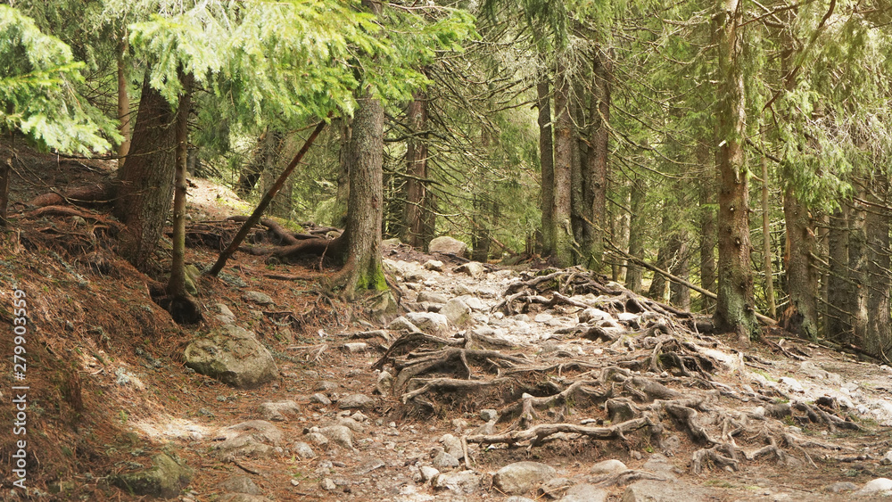 Trees growing in mountains, as seen during hike in High Tatras, Slovakia, large tree roots grow over rocks and stones on ground Trees growing in mountains, as seen during hike in High Tatras, Slovakia, large tree roots grow over rocks and stones on ground
