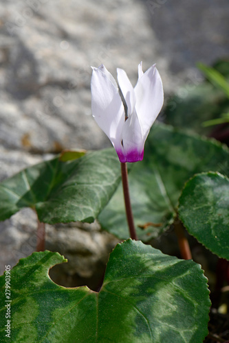 Alpenveilchen auf Symi, Griechenland - Cyclamen on Symi, Greece photo