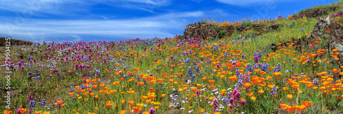 Poppies And More Panorama On North Table Mountain photo