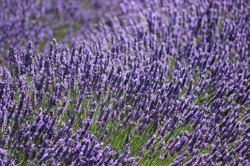 lavender flower field