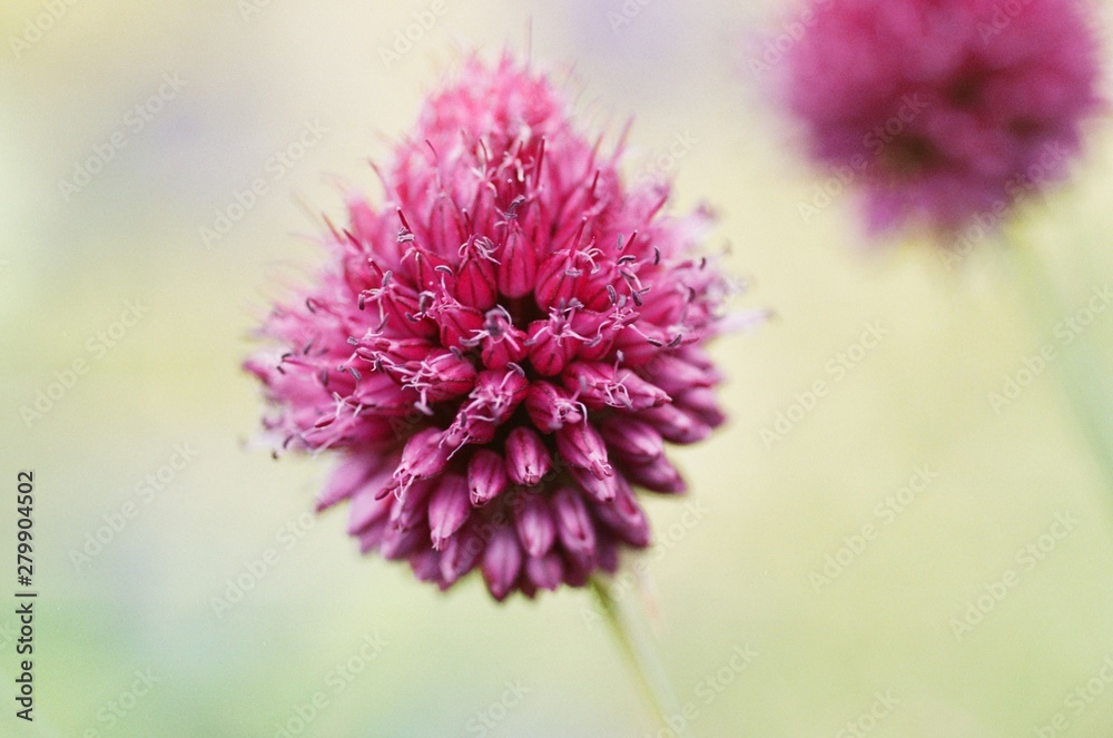 Chive blossom, with macro lens Chive blossom, with macro lens