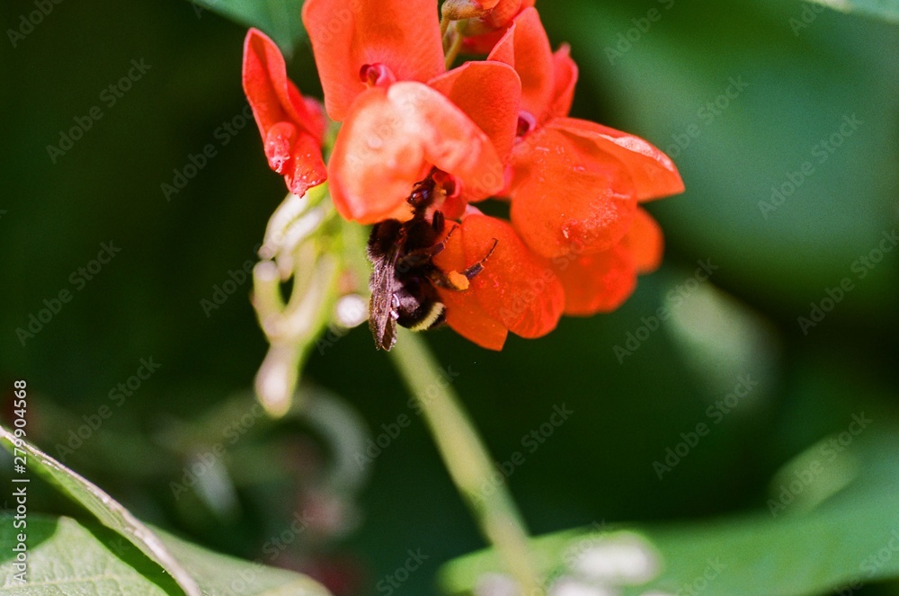 Bumblebee on bean blossom, with macro lens Bumblebee on bean blossom, with macro lens