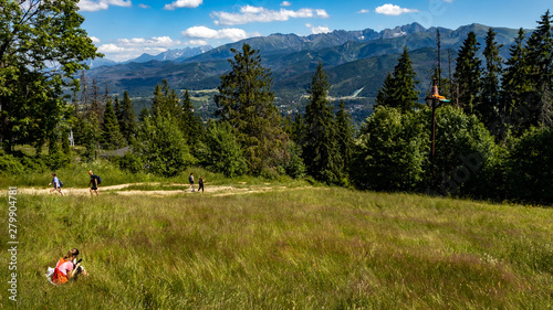 meadow with flowers