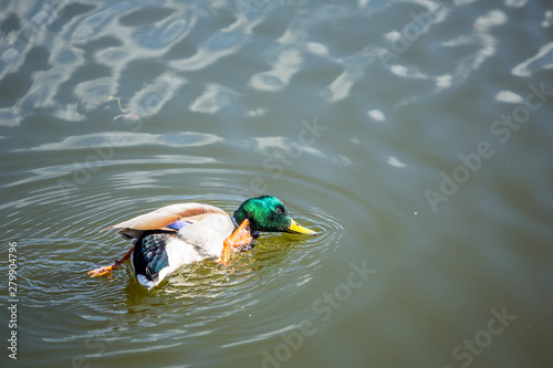 Mallard duck on lake trying to catch a fish