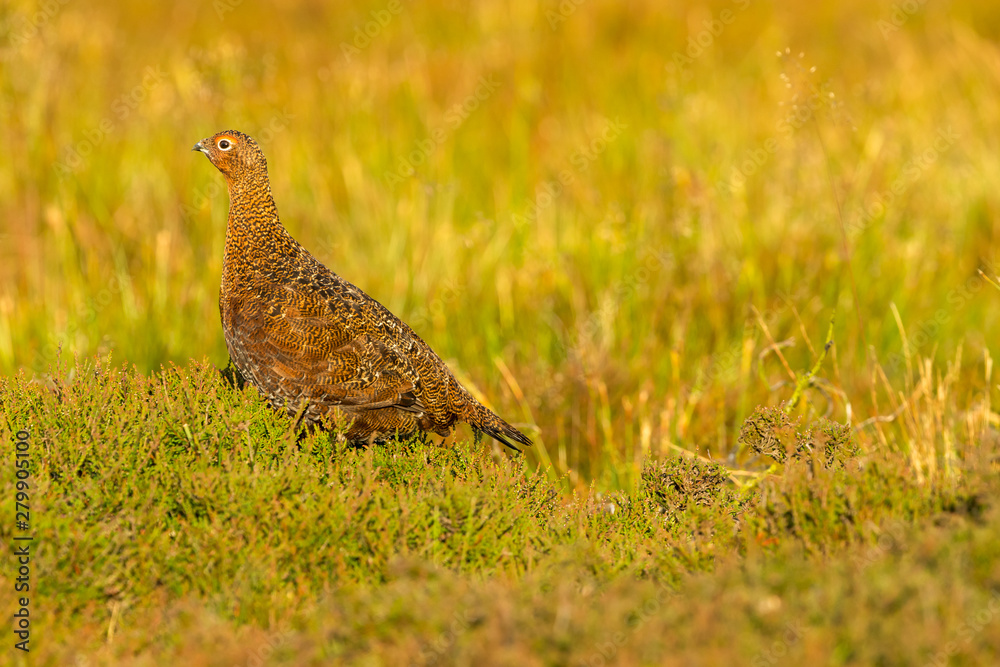 Red Grouse male in summer. (Scientific name: Lagopus lagopus) Stood in natural moorland habitat with heather and grasses. Facing left. Horizontal. Space for copy. Red Grouse male in summer. (Scientific name: Lagopus lagopus) Stood in natural moorland habitat with heather and grasses. Facing left. Horizontal. Space for copy.