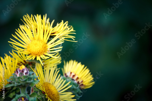 Close-up of yellow flowers with thin petals on a blurred background of green summer meadow