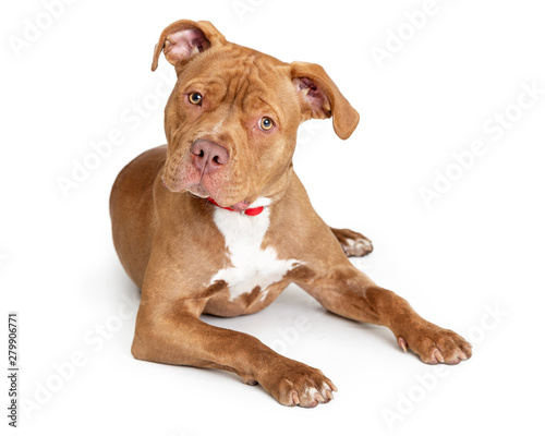 Quadro su tela Attentive Pretty Brown Big Dog