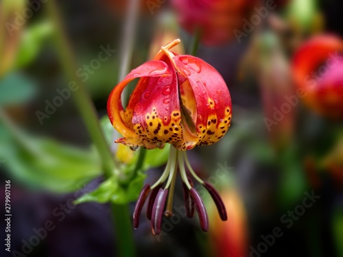 Tiger Lily (Lilium lancifolium )