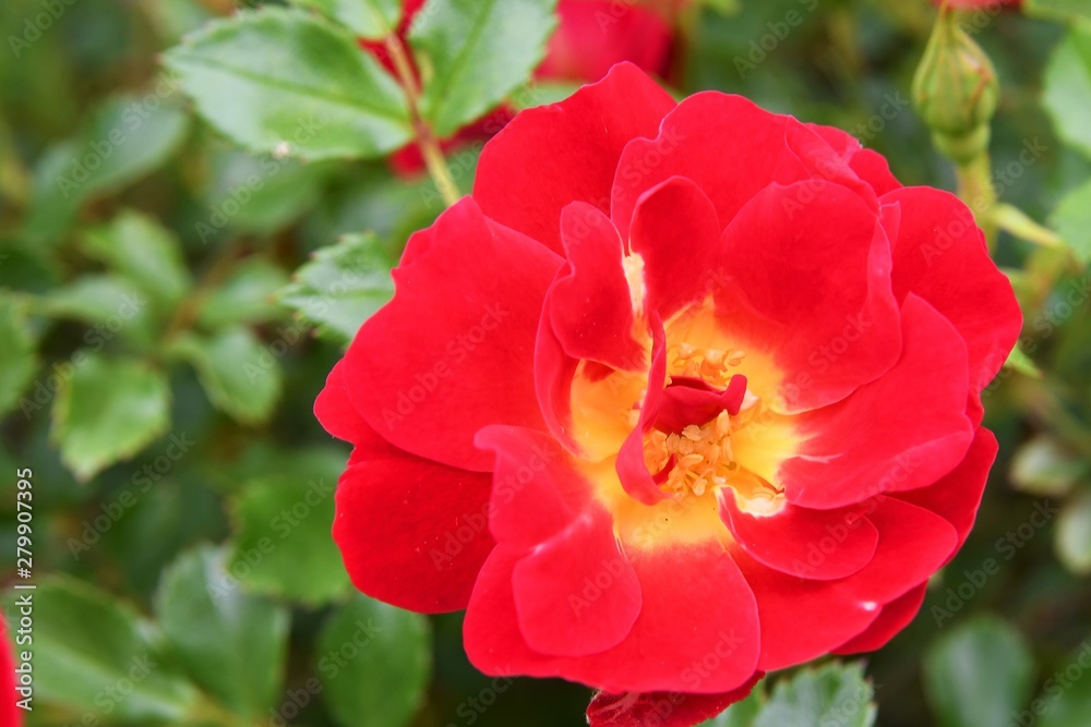 Closeup of a red rose with yellow center and green foliage in the background Closeup of a red rose with yellow center and green foliage in the background