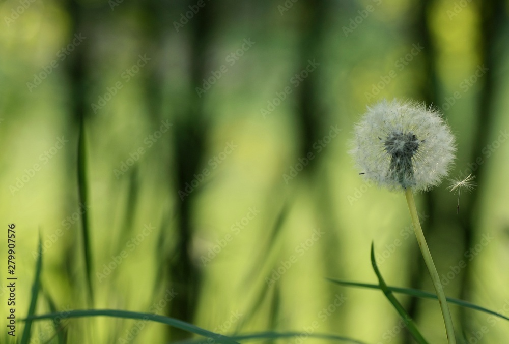Lonely dandelion on blurred green background.