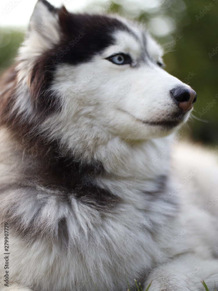 Beautiful dog with blue husky eyes 