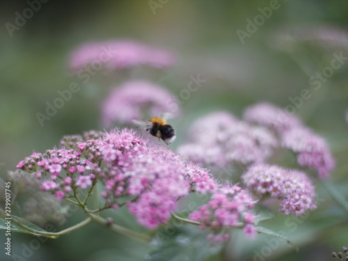 bumblebee at work in the Park © Pavel Kovalevsky