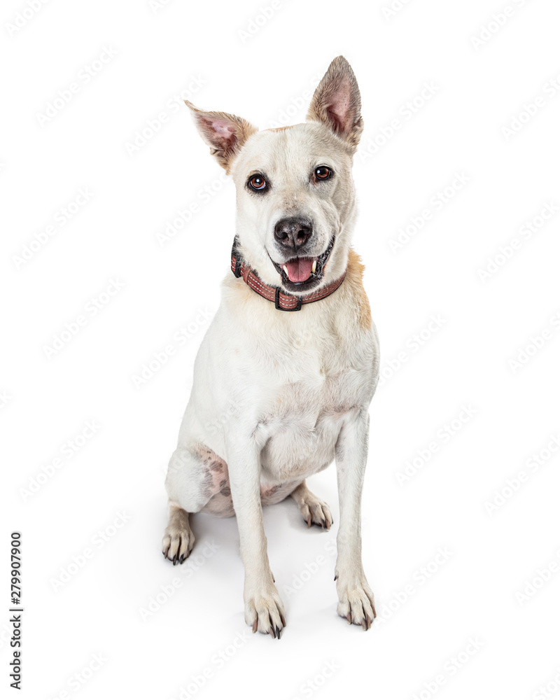 Cheerful Mixed Large Breed White Dog