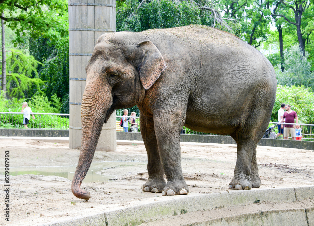 A large brown elephant living in the Zoo or zoological park