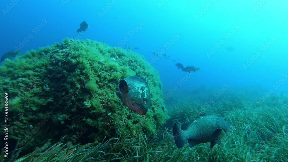 Marine sea life - Grouper fishes swimming Suba diving in Majorca Spain Marine sea life - Grouper fishes swimming Suba diving in Majorca Spain
