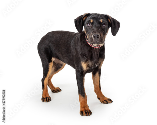 Cute Black Tan Puppy Standing Side on White