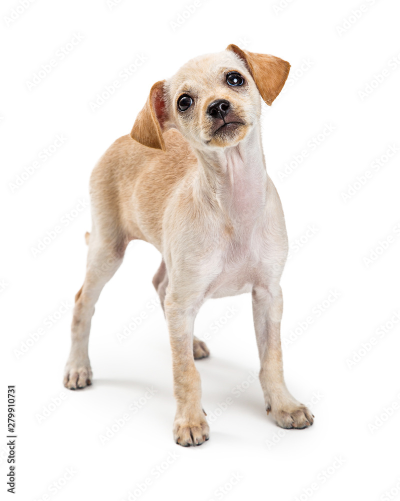 Cute Chihuahua Crossbreed Dog Curious Expression