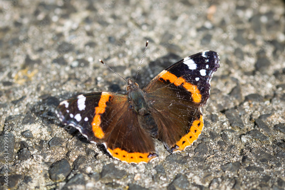 Red Admiral butterfly on a stone wall Red Admiral butterfly on a stone wall