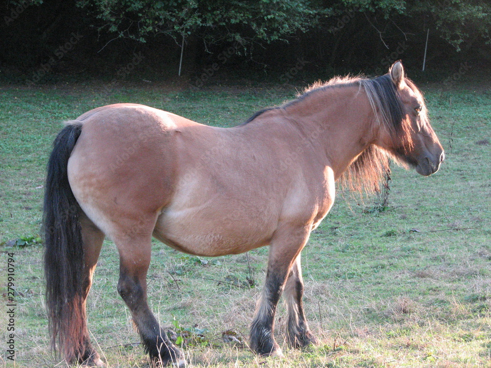 Fototapeta premium Highländer