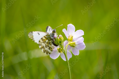 Orange-tip butterfly female laying eggs on a Cuckoo flower