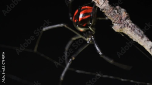 Black widow