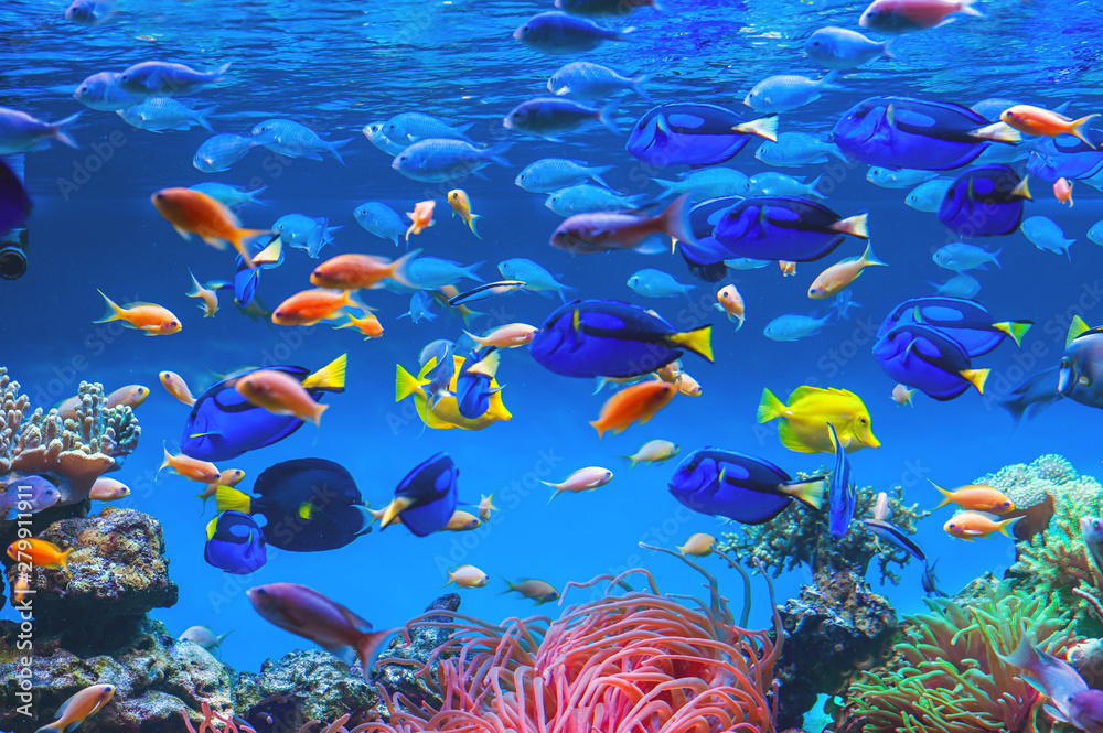 Colorful schools of tropical fish. Underwater coral reef background Stock  Photo