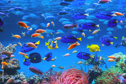 Colorful schools of tropical fish. Underwater coral reef background