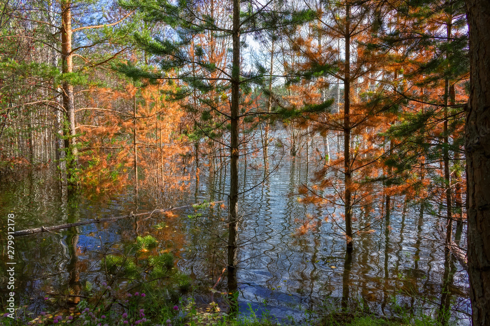 Summer landscape on the shore of a forest lake with clear transparent blue water. Summer landscape on the shore of a forest lake with clear transparent blue water.