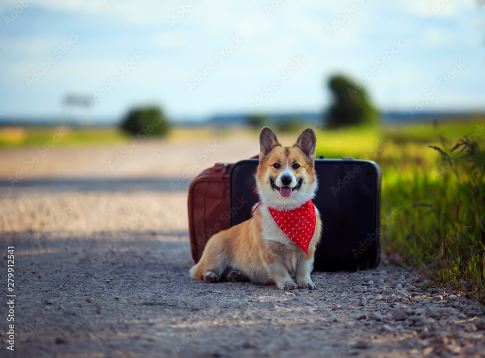 puppy red dog Corgi sits on the road at two old suitcases waiting for passing transport on a hot summer day