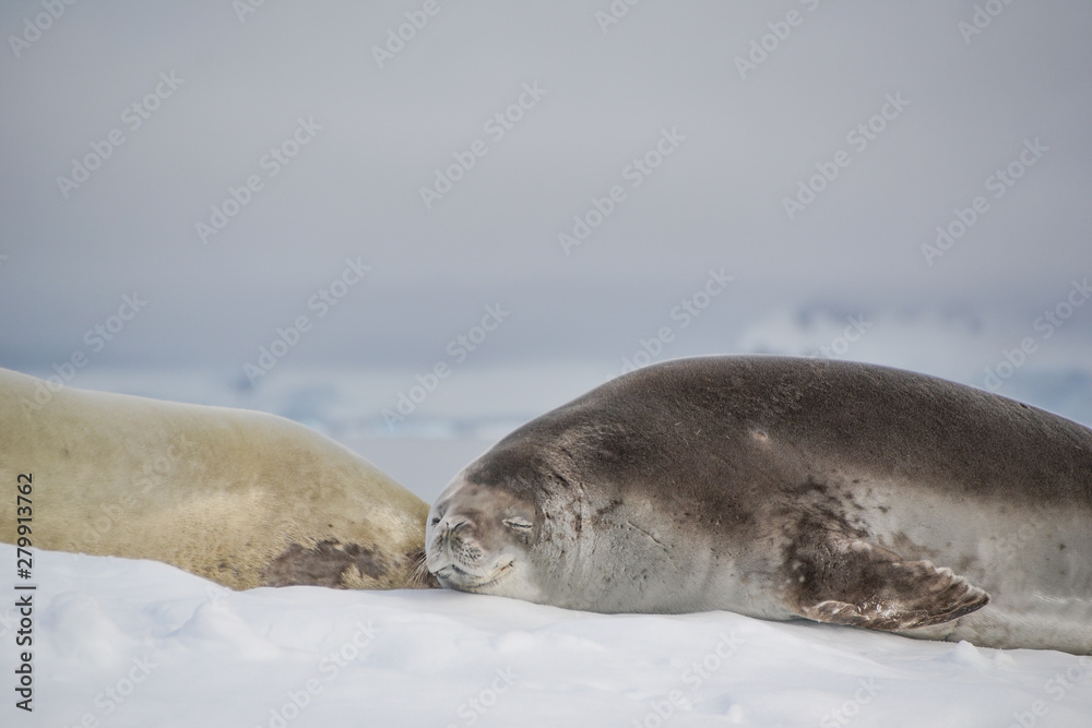 Fototapeta premium Seal happily sleeping on iceberg