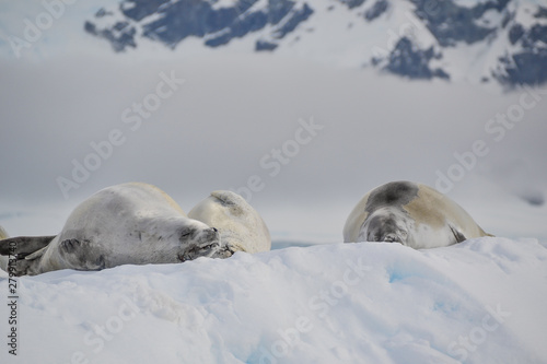 Seals sleeping on iceberg