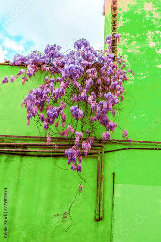 Beautiful wisteria flower b...