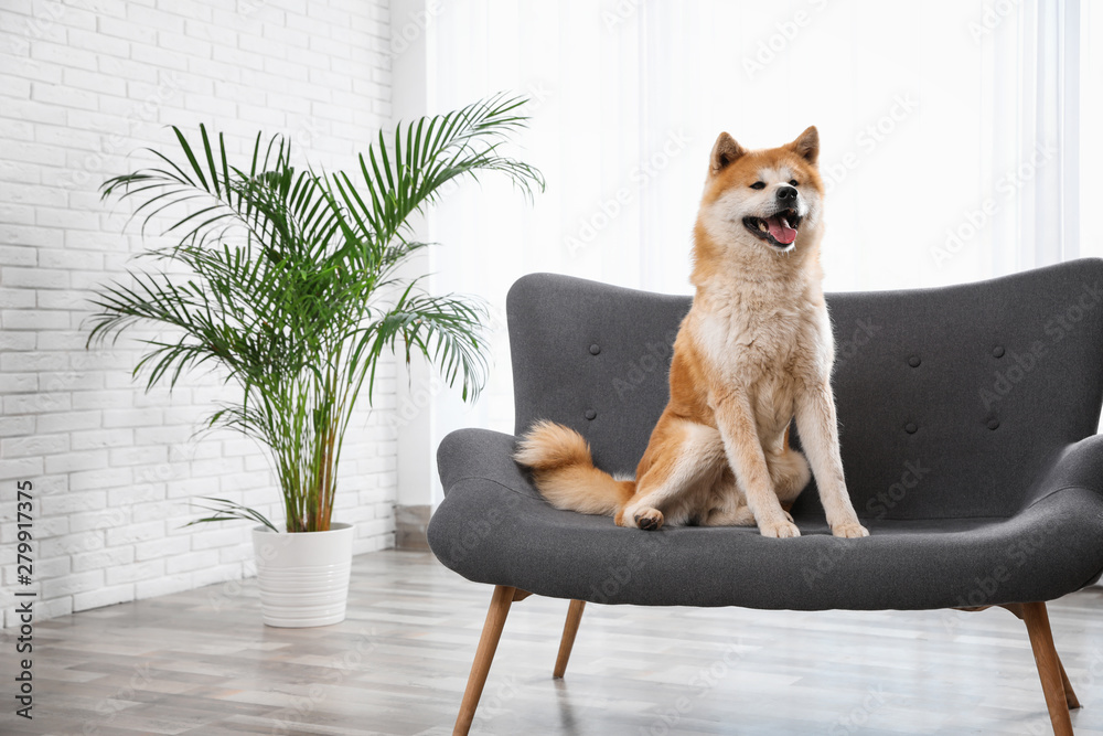Cute Akita Inu dog on sofa in living room - obrazy, fototapety, plakaty 