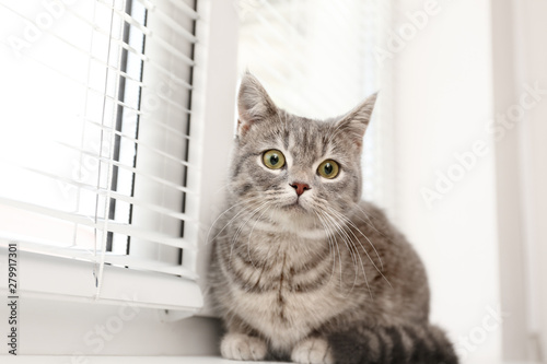 Cute tabby cat near window blinds on sill indoors