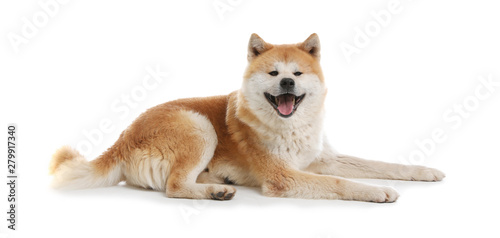 Cute Akita Inu dog isolated on white