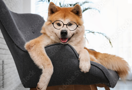 Cute Akita Inu dog with glasses on sofa in living room