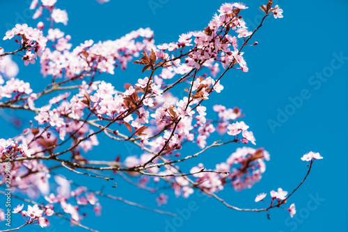 Vászonkép Beautiful cherry blossom sakura
