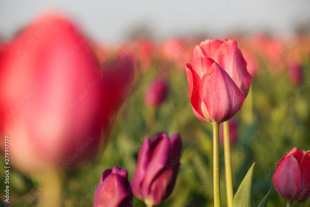 Field with fresh beautiful tulips. Blooming flowers Field with fresh beautiful tulips. Blooming flowers