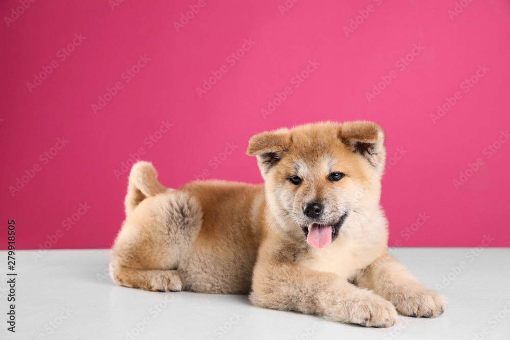 Adorable Akita Inu puppy on pink background